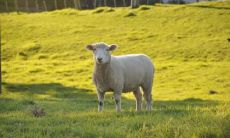 属羊供奉什么财神 财神方位在哪里