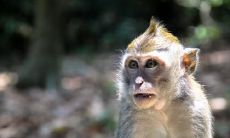 属猴2021.11.21运势 易被人忽悠