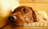 梦见狗咬自己孩子