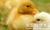 梦见小鸡和小鸭