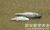 梦见两条死鱼