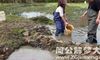 孕妇梦到在水里抓鱼