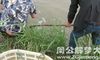 孕妇梦见捉鲫鱼