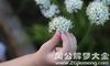 孕妇梦见摘花