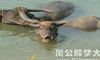 孕妇梦见牛在水里