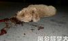 梦见狗摔死