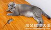 孕妇梦见杀老鼠