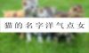 猫的名字洋气点女