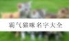霸气猫咪名字大全