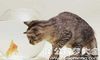 梦见鱼和猫