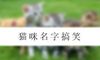 猫咪名字搞笑