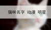 猫咪名字 动漫 明星