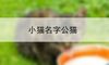 小猫名字公猫