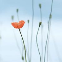 佛教十个不同的日历还是匆忙? 2022佛教节目名单