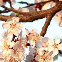 2022年属虎女本命年戴什么好 红绳可以解霉运吗