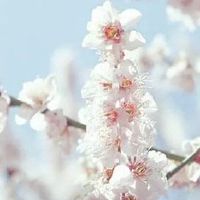 本命年要注意什么属虎 生肖虎本命年财运欠佳