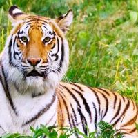 如何与老虎人相处