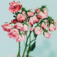 生日月|左右双子座