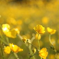 2022年虎年29日如何？黄历吗？