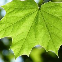 Pine Cypress玩男孩的名字是什么?什么样的吉利,名字在哪里