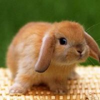 1999年，一只兔子女2022八大八点详述于29年的23岁兔女2022年每月财富