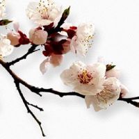 离婚痣长在哪里 太阳穴有痣易有桃花劫