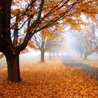 2019年8月29日出生的男孩的名字是什么?五个要素是什么?