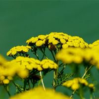 寅年年怀怀怀怀,,,,,,,,,,,