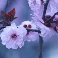 本命年送闺蜜什么礼物好 本命年送蓝宝石增进友谊