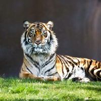 谁是Zenghu的高贵人一生?什么是最受欢迎的老虎?