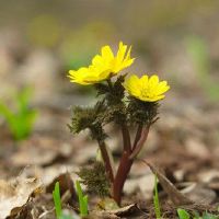 哪种白羊座是选中的。