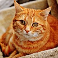 最全的好听洋气的宠物名字大全