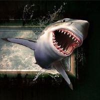鲨鱼梦想