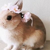 1987年，一只兔子女2022次辛特·女性约有35岁的兔子女2022财年