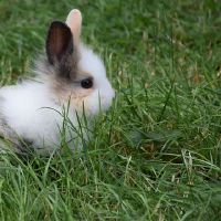 1999年出生的是什么?