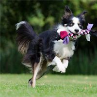 1982年,一只狗男人结婚婚姻