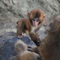 1992年猴子的2022财年