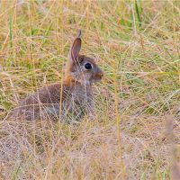 属于兔子的人的不同特征