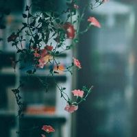 2022年5月8日适合出行吗 农历四月初七是不是黄道吉日