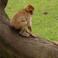 2004年的黄道带是什么?