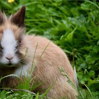 属于2011年的兔子是好的