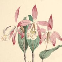 本命年能不能过生日 本命年过生日穿红能抵挡太岁