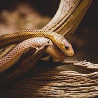 梦想三条蛇是什么意思?