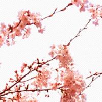 有富贵命的男人面相 八字眉且眉毛浓密之人