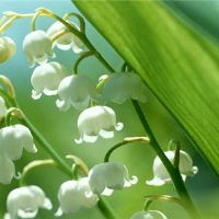 12个星座必须了解心理效应