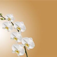 兰花开花的梦想是什么意思?