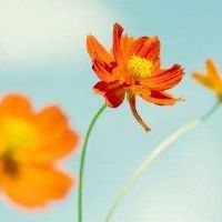 伤病的八个角色分析是什么意思