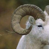 在十二生肖的第一个月出生的人如何？