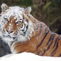 超过2022年的历史很多。