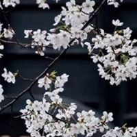 房子装修第一天忌讳什么 孕妇到场易破坏风水